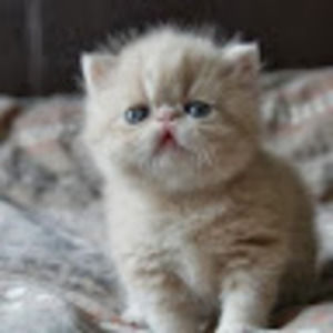 Meet your Posher, Rigo